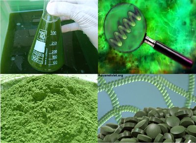 Giá trị của tảo xoắn spirulina là gì?